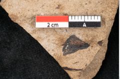 Foto (Detailansicht) von Araucaria sternbergii Goeppert (NHMW-GEO-2024-0188-8283)